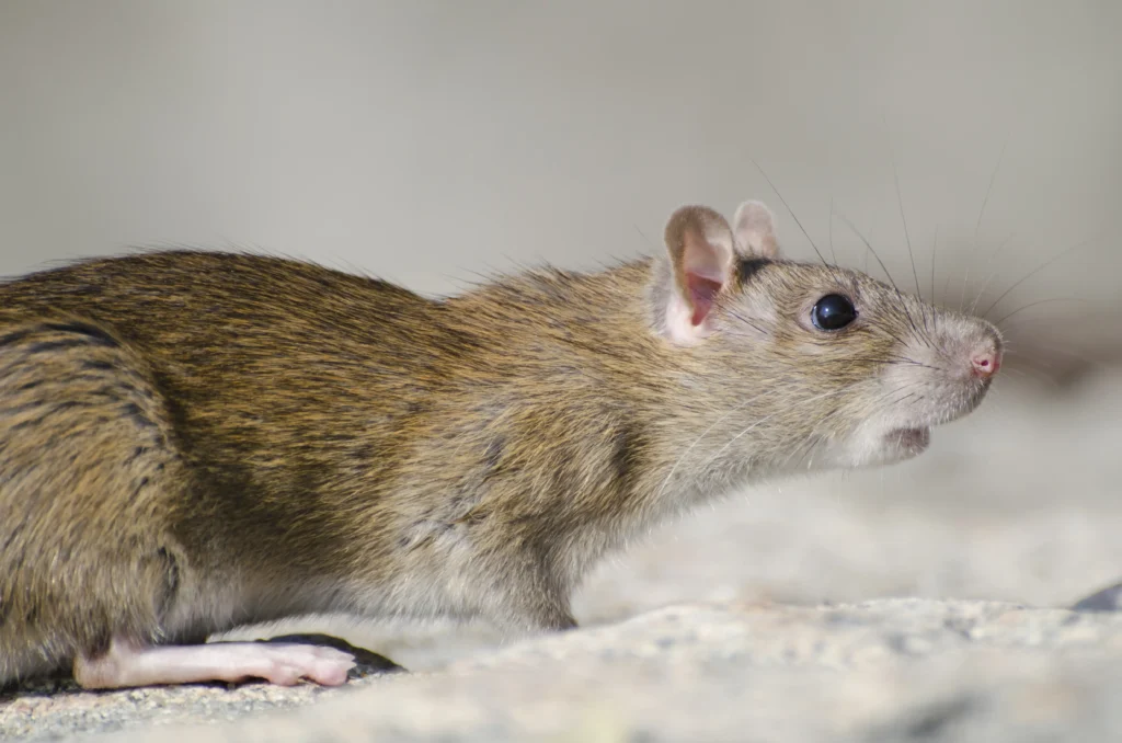Rat dans une maison – Service de dératisation professionnelle à Agen