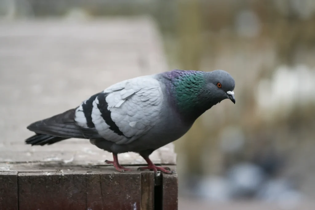 Pigeon nuisible à Agen, problème de salubrité et d'hygiène nécessitant une intervention spécialisée en Lot-et-Garonne (47)