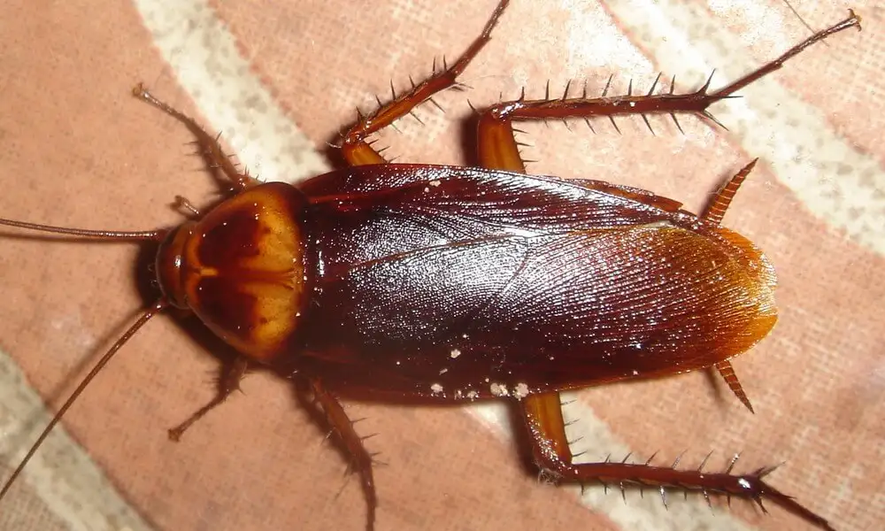 Cafard nuisible à Agen, source de contamination et de risques sanitaires, nécessitant une intervention de dératisation en Lot-et-Garonne (47).